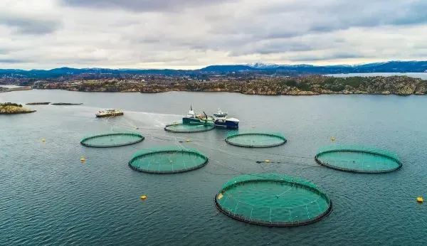 2023 Environmental Report Ignores 2024 Killary Escape In 2025 Clew Bay Farm Renewal Application